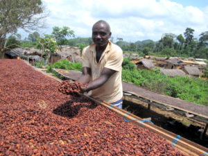 Rolnik przy zbiorach ziarna kakaowca