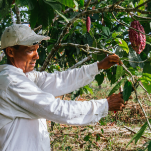 Rolnik przy ziarnach kakaowca. Ameryka Południowa