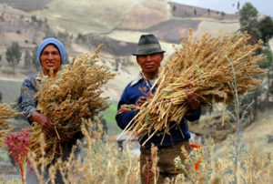 Fair Trade Towns. Zbiory quinoa w Kolumbii, Autor: Dider Gentilhomme
