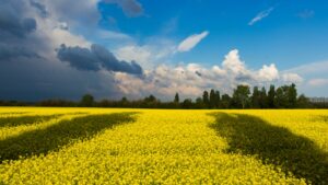 Pola Ukrainy - Ukraina znajduje się wysoko wśród największych światowych eksporterów zbóż: rzepaku (druga lokata), kukurydzy (czwarta) oraz pszenicy i jęczmienia (piąta).