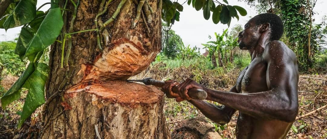 Karczowanie lasu do produkcji węgla drzewnego w DR Konga. Fot. Archiwum Stowarzyszenia Ruchu "Maitri"